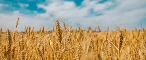 Chernobayevka : ενοικίαση ιδιωτικού τζετ