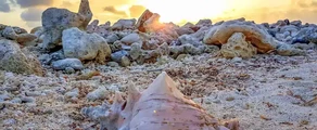 Mustique : ενοικίαση ιδιωτικού τζετ