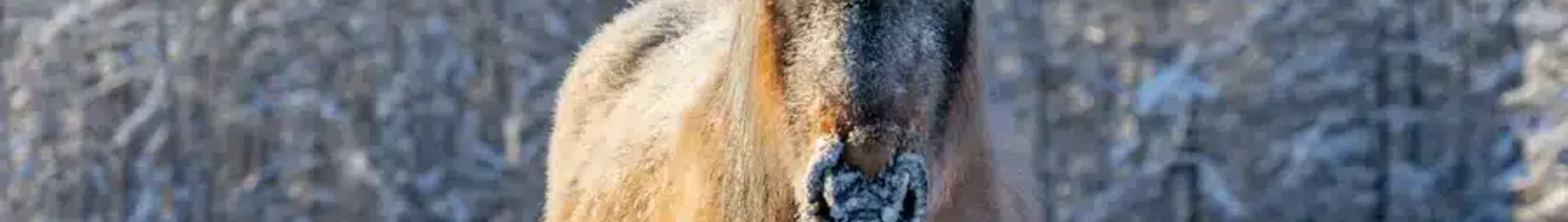 Yakutsk : ενοικίαση ιδιωτικού τζετ