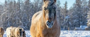 Yakutsk : ενοικίαση ιδιωτικού τζετ