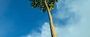 Kinshasa Ndjili Intl : ενοικίαση ιδιωτικών τζετ